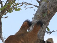 Marion, Romane South Africa 2014 (17 of 63) : KNP Satara area, Marion visit